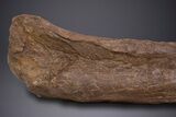 Partial Hadrosaur (Edmontosaurus) Leg Bone - Wyoming #313991-2